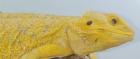 Suche intensiv gelbe Farb-Bartagamen z B. Citrus Citrus Hypo Leatherback etc.